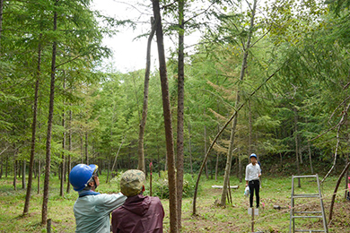 木起こしと枝打ち