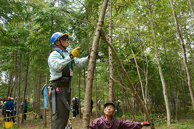 木起こしと枝打ち