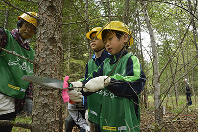 木起こしと枝打ち