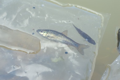 シナイモツゴを放流