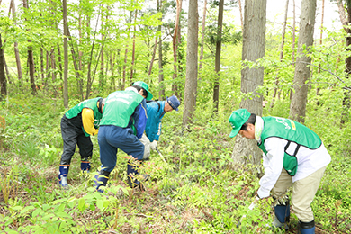 山道のゴミ拾い、山野草の選別作業