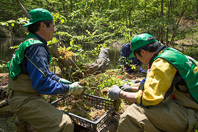 山野草の植栽