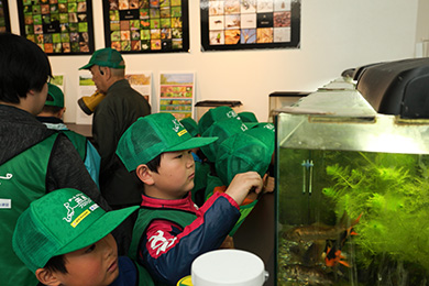 シナイモツゴを見せていただきました