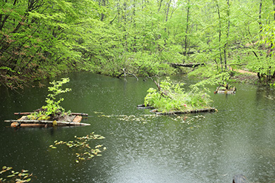 雨の中の浮島づくり