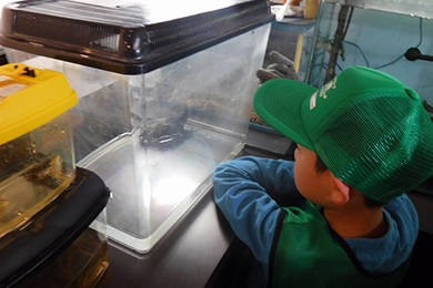 久保川流域の生態系