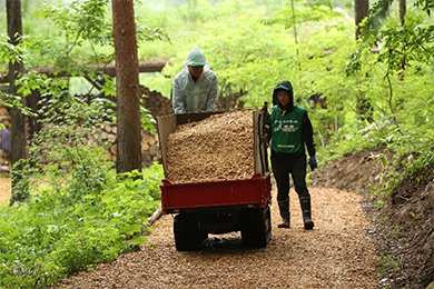 ウッドチップによる歩道の整備