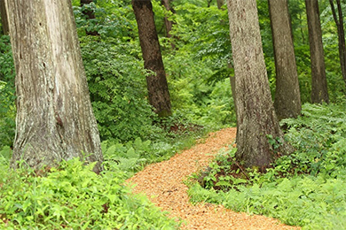 ウッドチップによる歩道の整備