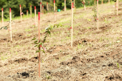 5年後、10年後にどんな森に成長しているか楽しみです