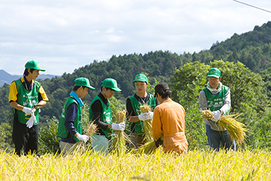 豊作の棚田で稲刈り開始