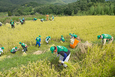 豊作の棚田で稲刈り開始