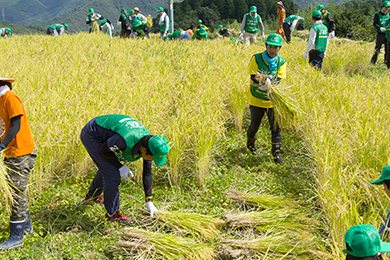豊作の棚田で稲刈り開始