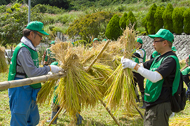 昔ながらの「はぜ掛け天日干し」