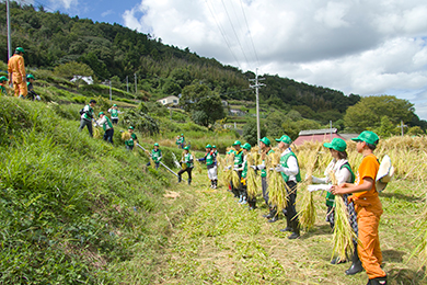 昔ながらの「はぜ掛け天日干し」