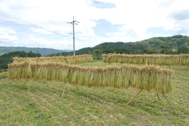 昔ながらの「はぜ掛け天日干し」