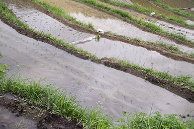たくさんの苗を植えることができました