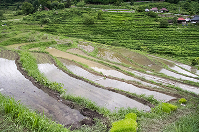 たくさんの苗を植えることができました