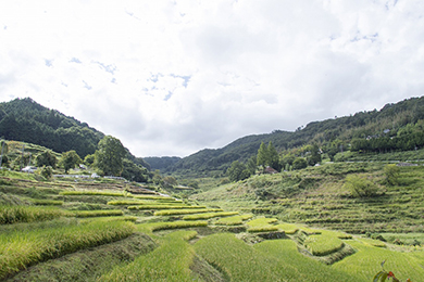 稲刈りのご説明