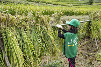 はぜ干し(天日干し)