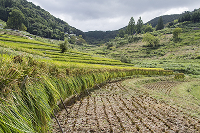 はぜ干し(天日干し)