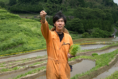 植える苗は主にフクヒカリ