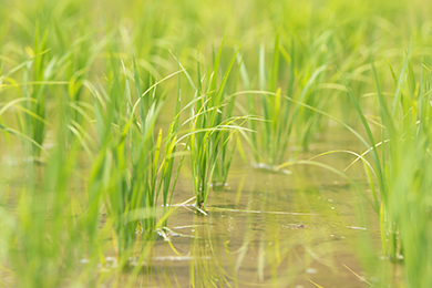 ダンロップ米豊作を願って