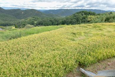 稲刈りスタート