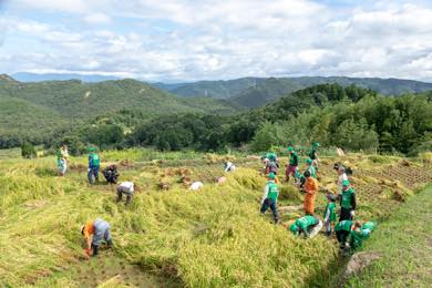稲刈りスタート