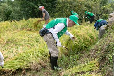 稲刈りスタート