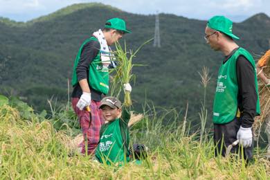 稲刈りスタート