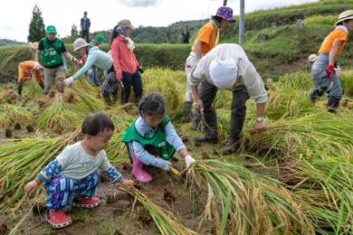 稲刈りスタート