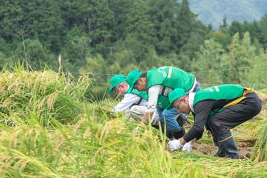 稲刈りスタート