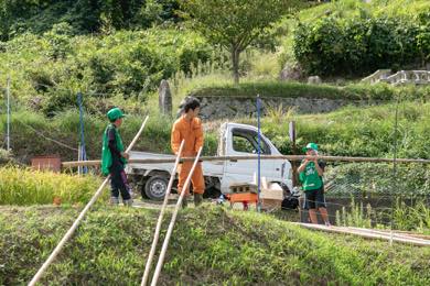 昔ながらの「はぜ掛け天日干し」