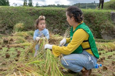 昔ながらの「はぜ掛け天日干し」