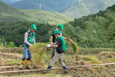 昔ながらの「はぜ掛け天日干し」