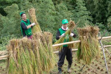 昔ながらの「はぜ掛け天日干し」
