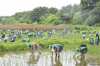 水田の草刈り