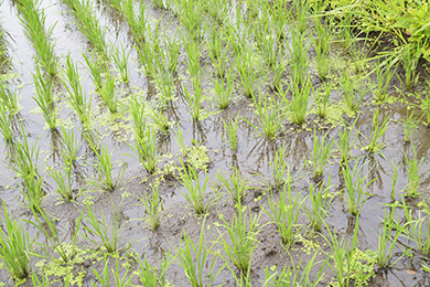 草刈り前の水田