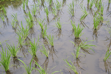 草刈り後の水田