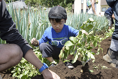 じゃがいも堀り体験