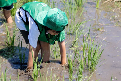 田んぼの除草作業