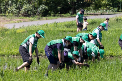 田んぼの除草作業