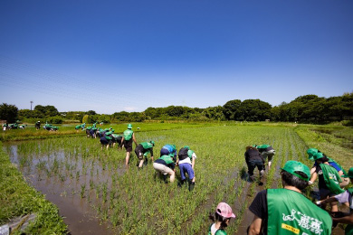 田んぼの除草作業