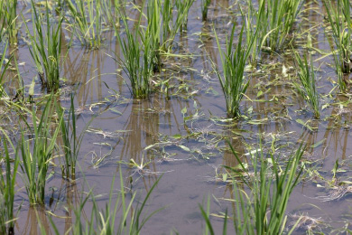 田んぼの除草作業
