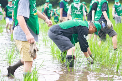 田んぼの除草作業