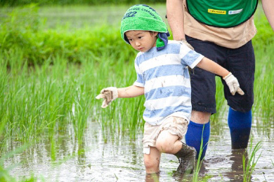 田んぼの除草作業