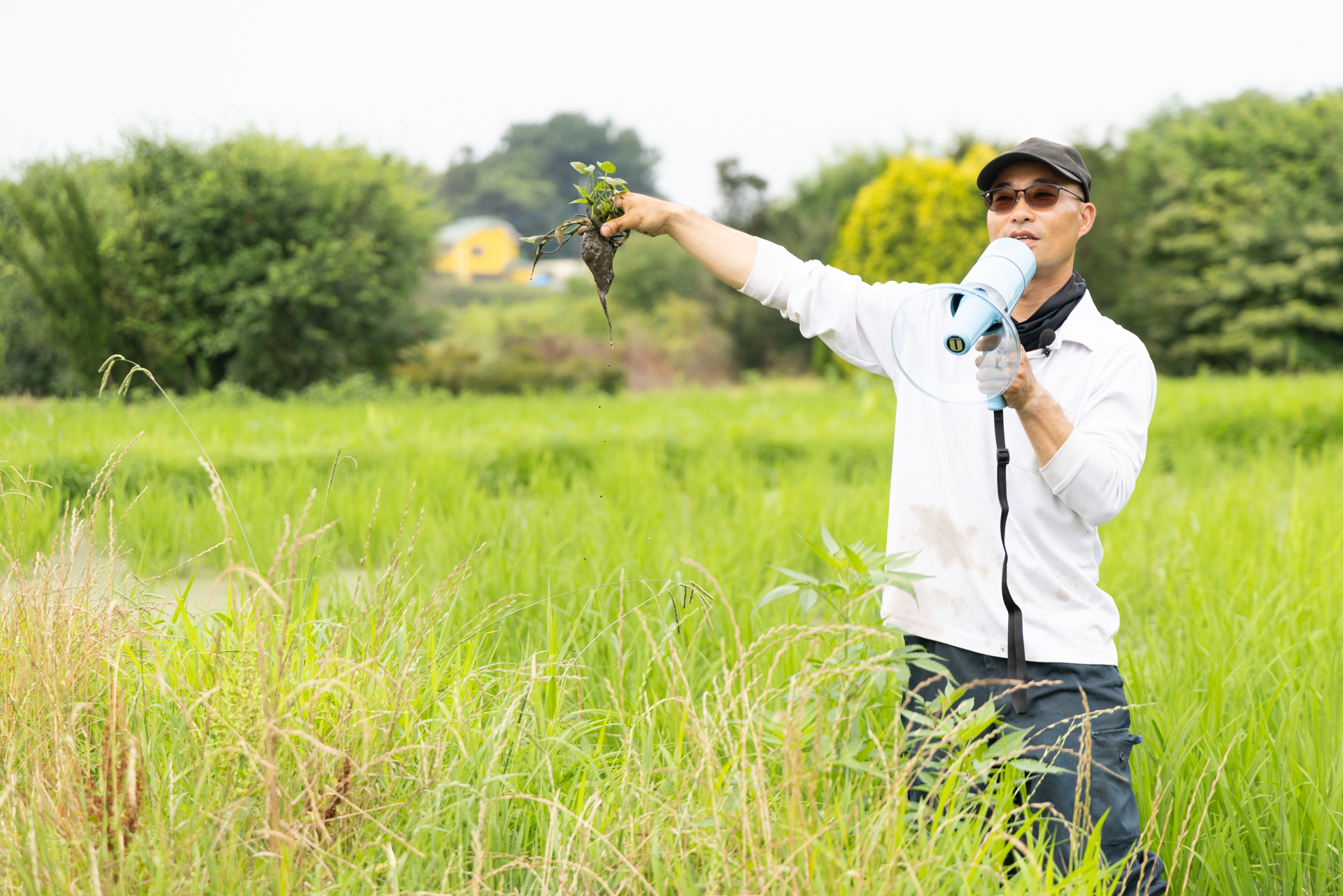 水田の草取り作業