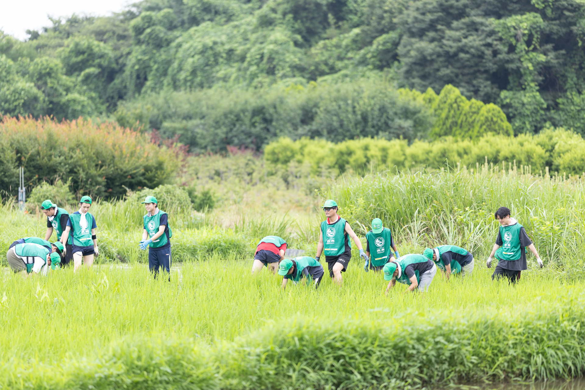 水田の草取り作業