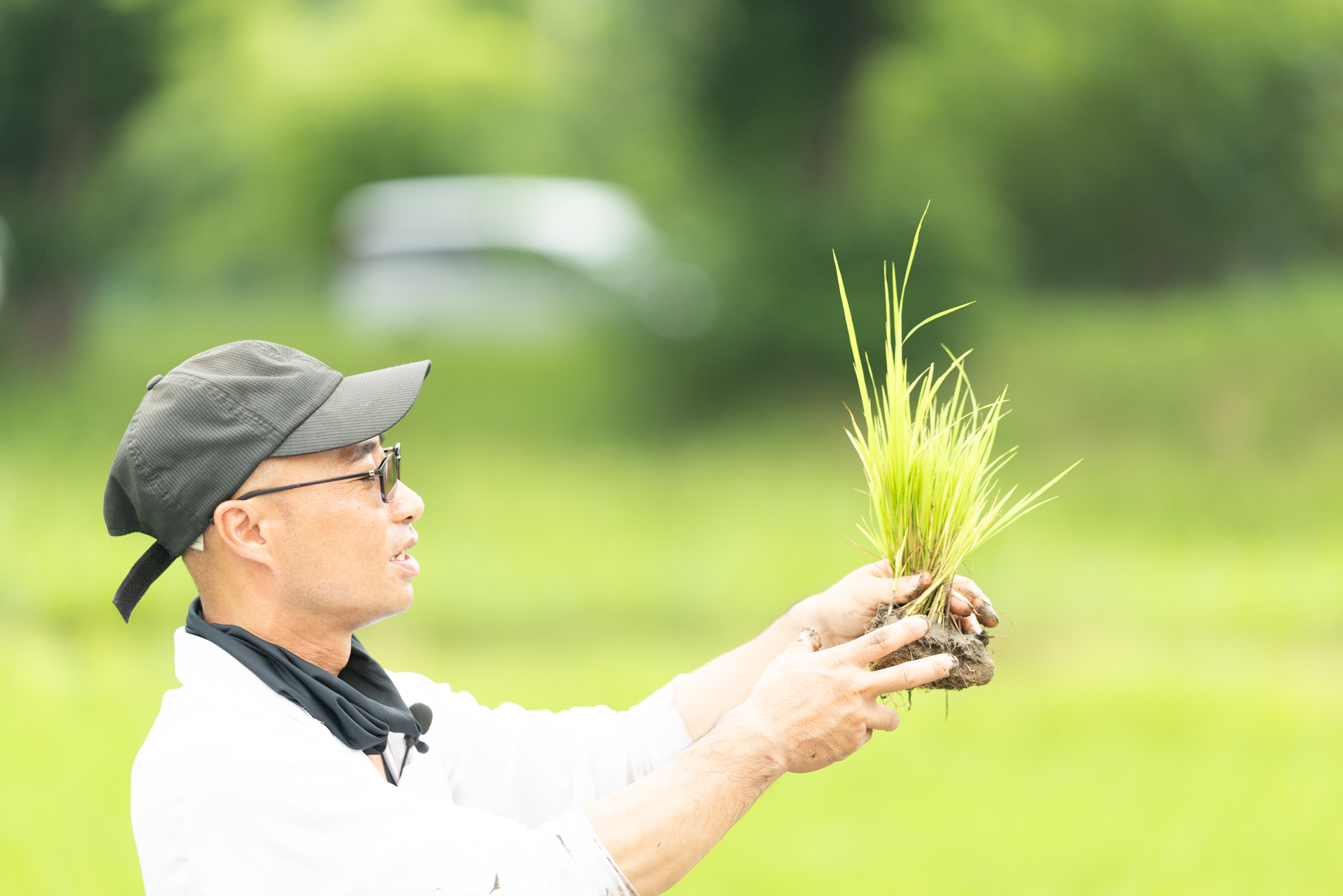 水田の苗補植作業