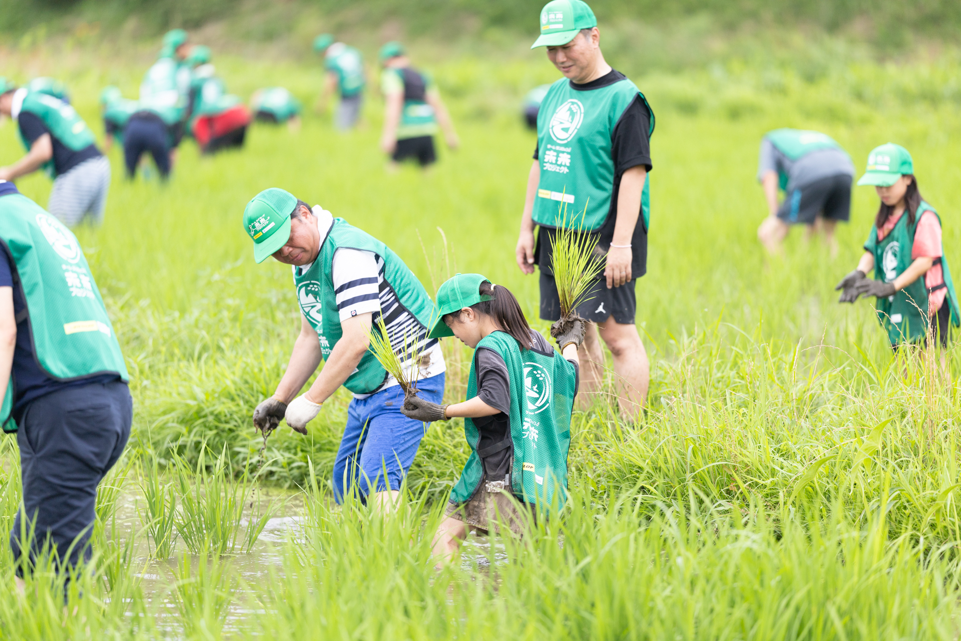 水田の苗補植作業