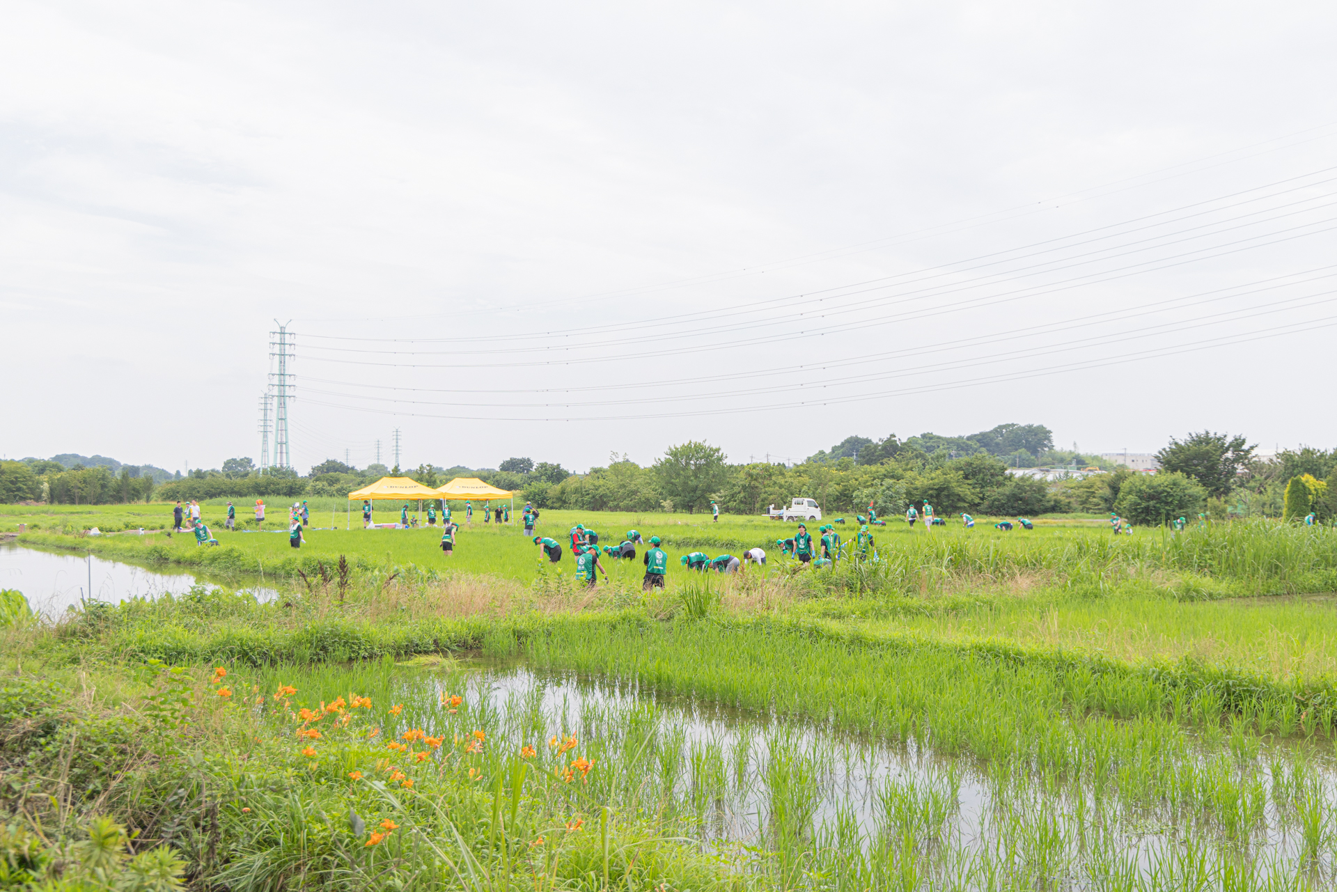 水田の苗補植作業